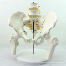 PELVIS01 (12338) Medical Anatomy Life-Size Pelvic Skeleton Model with Movable Femur Heads and 2pcs Lumbar Vertebrae